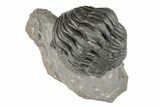 Curled Morocops Trilobite Fossil - Excellent Detail #204249-1